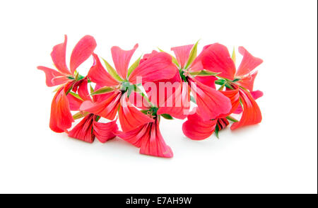 Fleur de géranium rose isolé sur fond blanc Banque D'Images