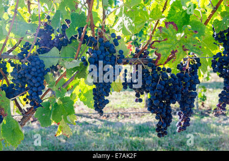 Grappes de raisin sur des vignes de plus en plus prêt pour l'agriculture à Bordeaux Banque D'Images