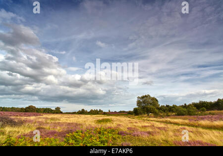 Heath Southwold, Suffolk, Angleterre, RU Banque D'Images