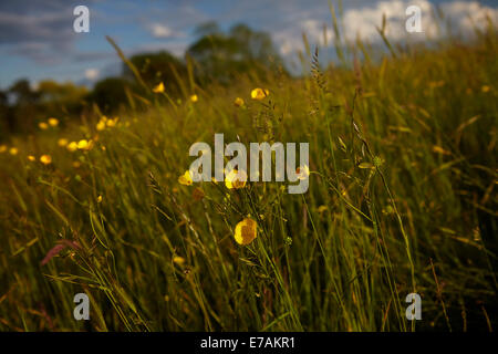 Renoncules (Ranunculus) croissant dans une prairie au début de l'été Banque D'Images
