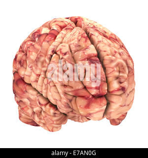 Anatomie du cerveau - Vue Iso isolated on White Banque D'Images