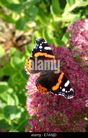 L'amiral rouge papillon sur fleur Sedum Uk Banque D'Images