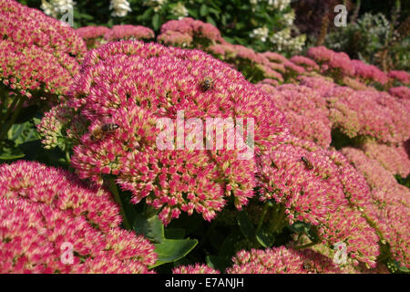 Fleur Sedum Uk Banque D'Images