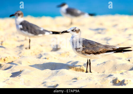 Groupe des mouettes sur plage de sable fin sur fond de mer des Caraïbes Banque D'Images