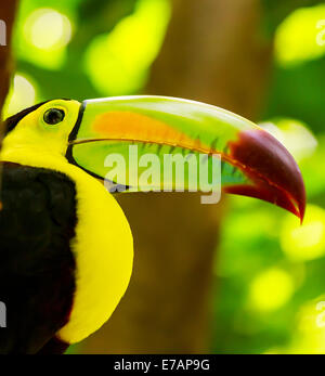 Libre d'oiseau toucan coloré quelque part au Mexique Banque D'Images