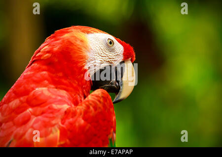 Portrait de perroquet ara rouge coloré au Mexique Banque D'Images