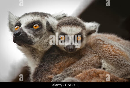 Ring-Tailed sur mère bébé lémurien est de retour (Lemur catta) Banque D'Images