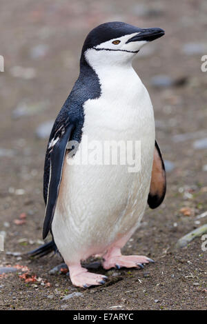 Manchot à Jugulaire (Pygoscelis antarcticus) sur la côte, l'Île Aitcho, Antarctique Banque D'Images