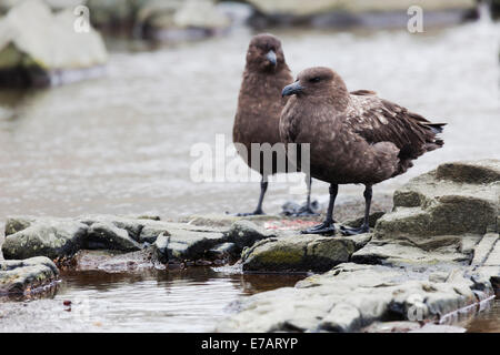 Deux brunes labbes (Stercorarius antarcticus) Banque D'Images