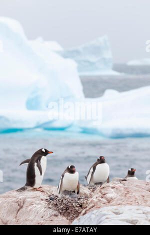 Des profils et des poussins d'hareldes Gentoo pingouin (Pygoscelis papua), l'Antarctique, l'île utile Banque D'Images