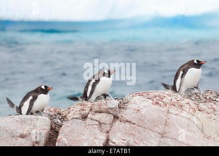 Des profils et des poussins d'hareldes Gentoo pingouin (Pygoscelis papua), l'Antarctique, l'île utile Banque D'Images