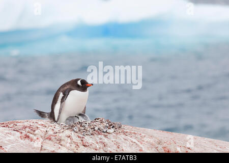 Un adulte et les poussins d'hareldes Gentoo pingouin (Pygoscelis papua), l'Antarctique, l'île utile Banque D'Images