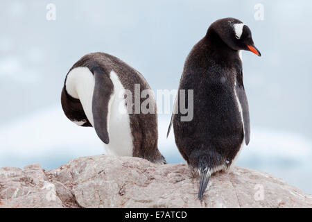 À longue queue deux manchots papous (Pygoscelis papua), Neko Harbour, l'Antarctique Banque D'Images