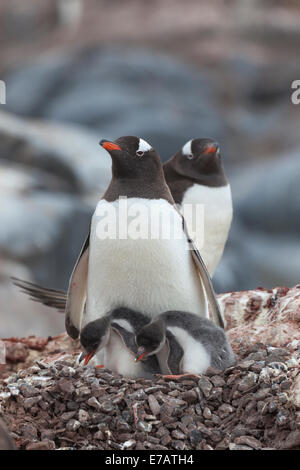 Un adulte et un poussin manchots à longue queue (Pygoscelis papua), l'Antarctique Banque D'Images