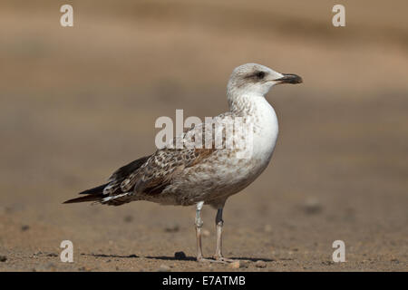 Western Yellow-legged Gull (Larus cachinnans cy 1 ssp. michaellis), juvénile, Fuerteventura Banque D'Images