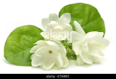 Fleurs de jasmin sur fond blanc Banque D'Images