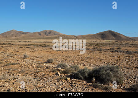 Le paysage entre El Cotillo et Tindaya dans le nord de Fuerteventura un site d'outardes houbara (Chlamydotis undulata ssp Banque D'Images