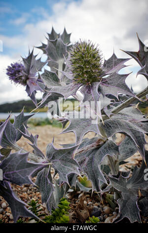 Eryngium maritimum, Holly mer côtières de l'Europe, l'usine. Banque D'Images