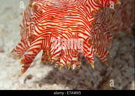 Candycane un concombre de mer dans les Îles Salomon. Banque D'Images
