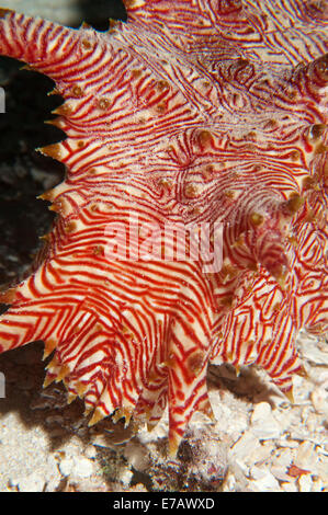 Candycane un concombre de mer dans les Îles Salomon. Banque D'Images