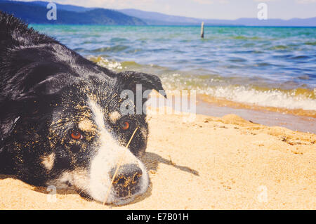 Une famille heureuse chien repose sur les rives sablonneuses de Blue Lake Tahoe sale du sable s'amuser au soleil. Banque D'Images