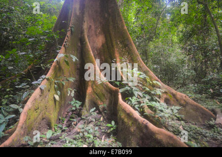 Tige et les racines d'un arbre immense dans la forêt tropicale sur Tiwai Island, Sierra Leone, Afrique Banque D'Images