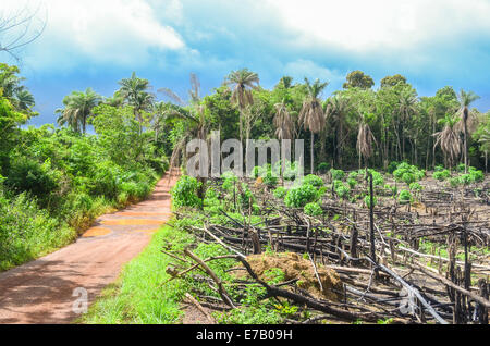 La déforestation en Afrique, l'exploitation forestière de bois massif en Sierra Leone, qui est responsable de l'épidémie d'ebola Banque D'Images