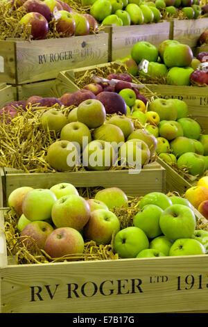 Harrogate, Yorkshire, UK. Apple, Apple, Apple panier de fruits, caisse, caisse, verger produire une partie de l'affichage d'une frénésie de fruit avec une célébration de tout ce qui est apple. Le voyage de pip pour appuyer sur cette nouvelle montre à la Harrogate festival d'automne Fleur d'automne annuel Show, Yorkshire Showground, classé au top des trois événements de jardinage. Banque D'Images