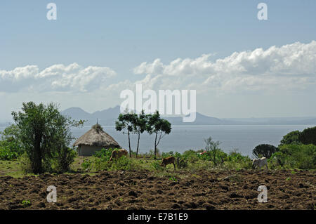 Homestead sur les rives du lac Victoria, Kenya, Afrique. Banque D'Images