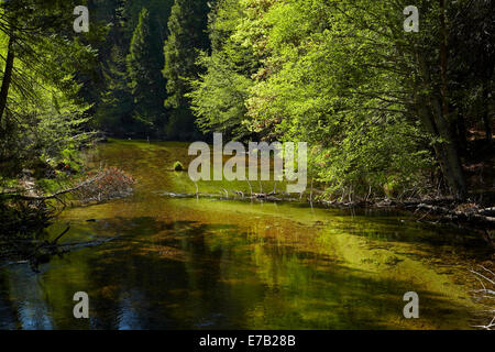 Tenaya Creek Canyon, Tenaya, sentier du lac Miroir, Yosemite National Park, California, USA Banque D'Images