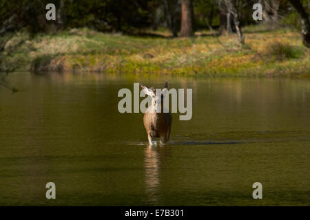 Le cerf mulet (Odocoileus hemionus) par Mirror Lake, Tenaya Canyon, Yosemite National Park, California, USA Banque D'Images