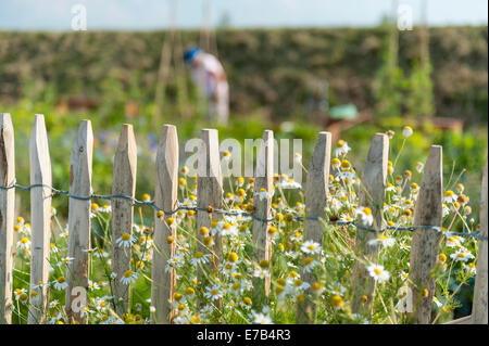 Jardinage... Banque D'Images