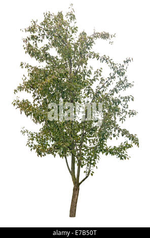 Pear Tree isolated on white Banque D'Images