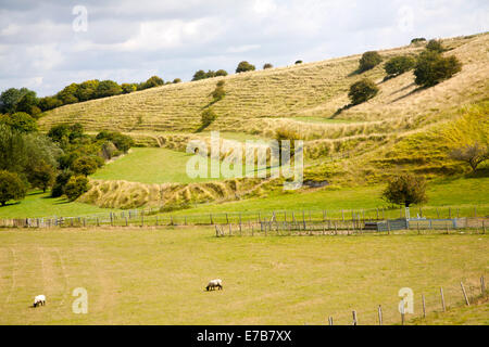 Les champs en terrasses anciennes connu comme lynchets bande coupée en une pente à l'escarpement de craie Bishopstone, Wiltshire, Angleterre Banque D'Images