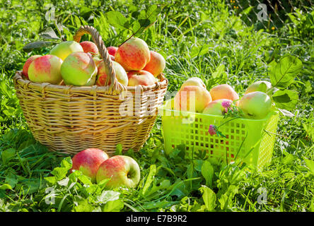 Récolte de pommes dans un juteux rouge baskets Banque D'Images