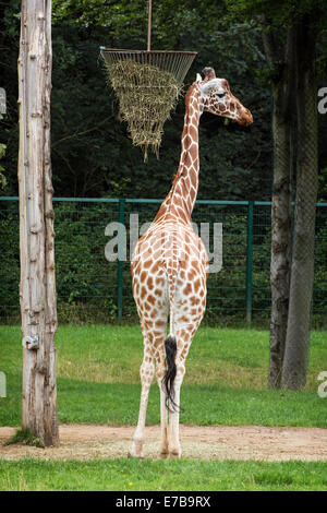 Giraffe réticulée (Giraffa camelopardalis reticulata), connu comme la girafe, est une sous-espèce de girafe indigènes de Somal Banque D'Images