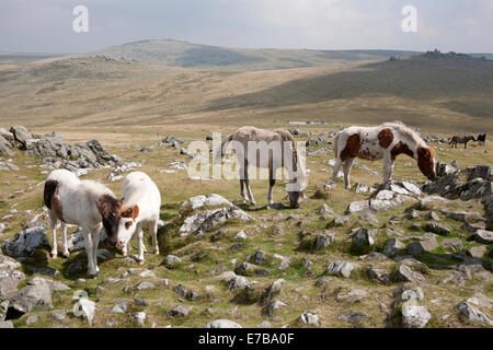 Poneys Dartmoor sur Cox Tor près de Tavistock, Devon Banque D'Images