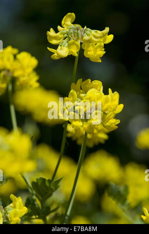 Crown Vetch, coronilla coronata Banque D'Images