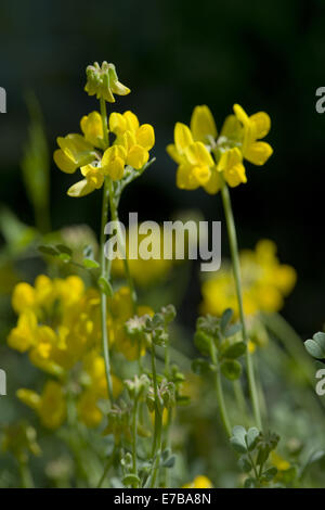 Crown Vetch, coronilla minima Banque D'Images