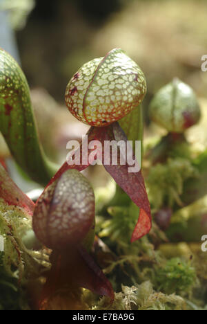 Californie sarracénie, Darlingtonia californica Banque D'Images