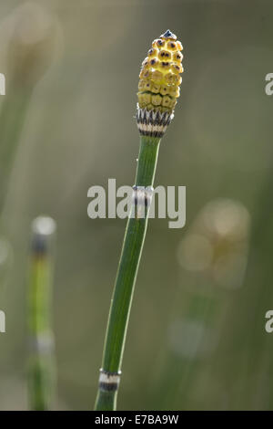 L'affouillement commun rush, Equisetum hyemale Banque D'Images