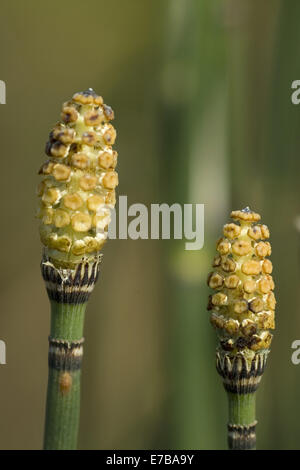 L'affouillement commun rush, Equisetum hyemale Banque D'Images