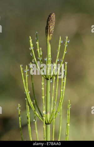 La prêle, Equisetum palustre marsh Banque D'Images