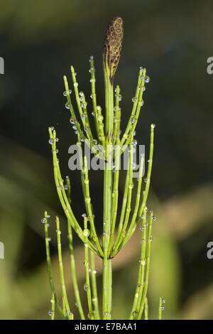 La prêle, Equisetum palustre marsh Banque D'Images