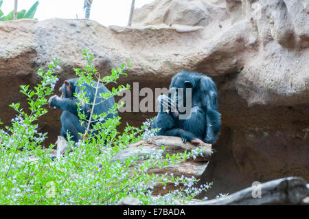 Famille de singes les poux des cheveux d'essuyage Banque D'Images