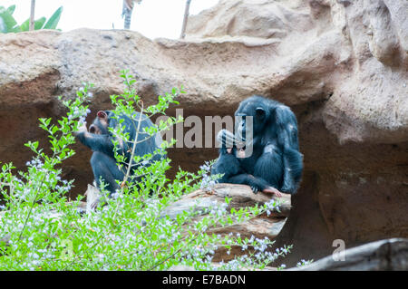 Famille de singes les poux des cheveux d'essuyage Banque D'Images