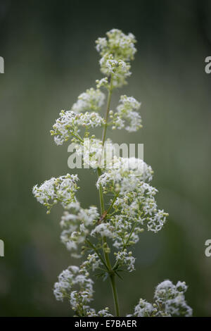 Le gaillet, le Galium mollugo couverture Banque D'Images