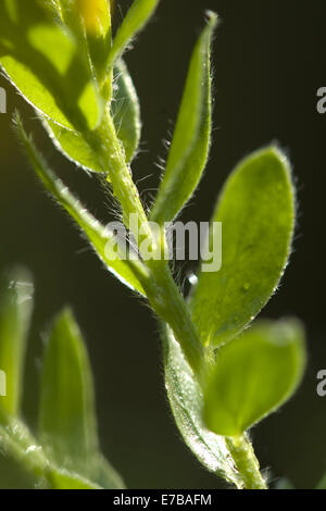 Greenweed genista germanica, allemand Banque D'Images