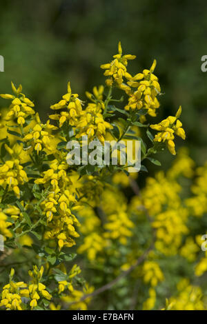 Greenweed genista germanica, allemand Banque D'Images