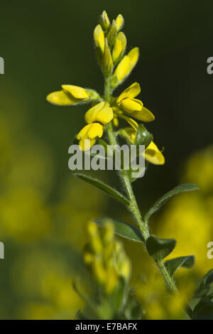 Greenweed genista germanica, allemand Banque D'Images